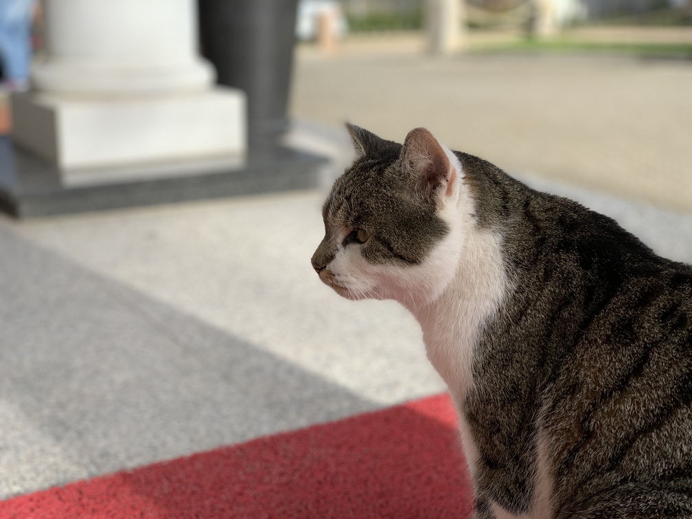 A random cat appears